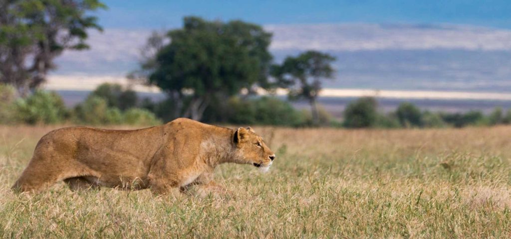 5 days 4 nights ngorongoro,serengeti, tarangire safari