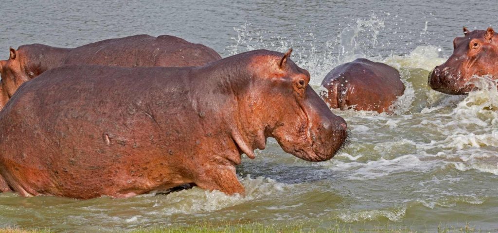 4 days selous game reserve camping and lodge safari