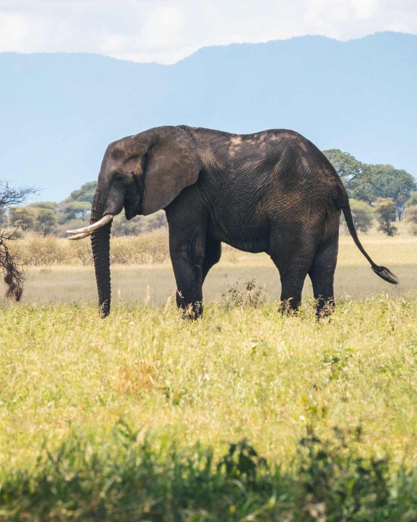 Northern Circuit Safaris
