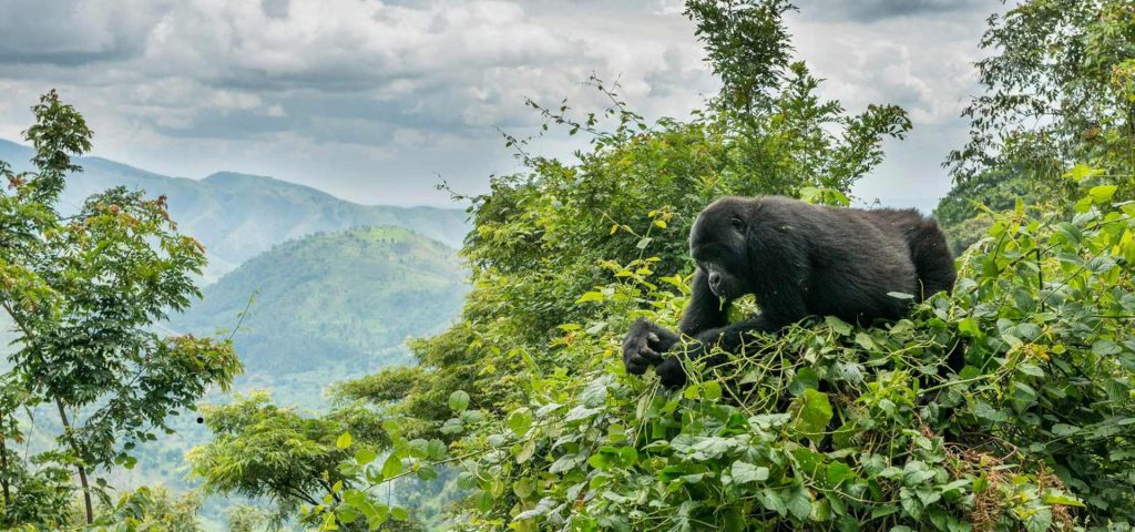 10 DAYS RWANDA GORILLA SAFARI