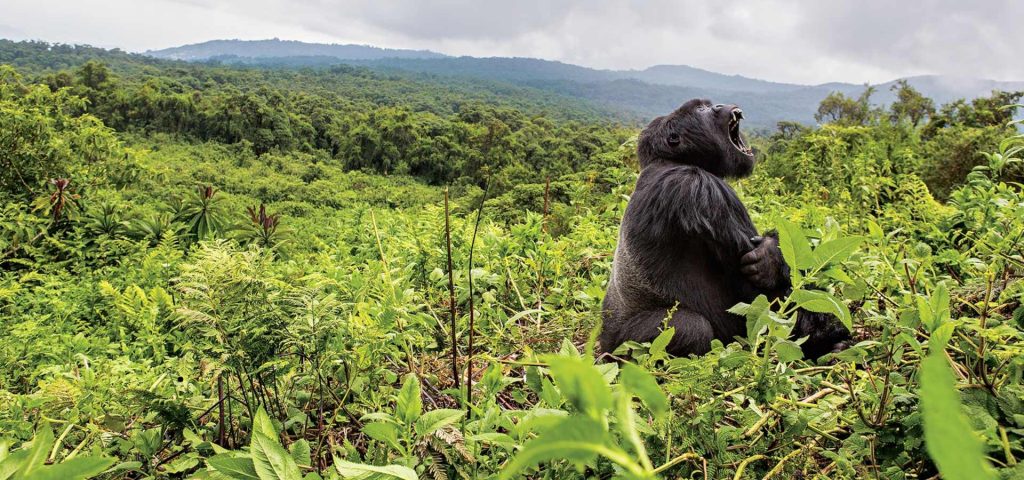 15 Days Ultimate Rwanda Expedition – Wildlife, Volcanoes & Beyond!