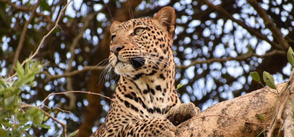 9 Days Best of Uganda safari