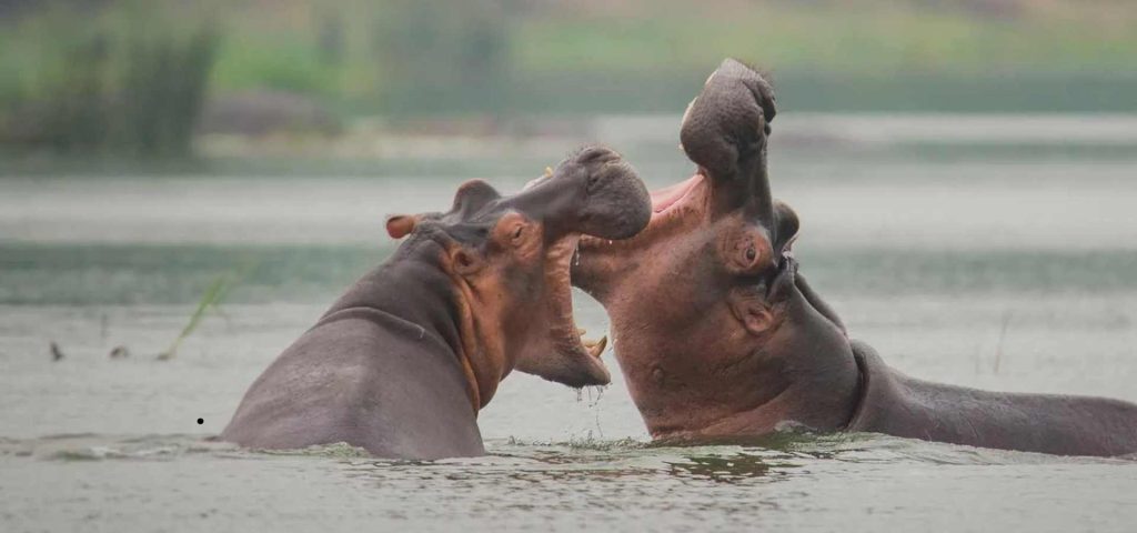 6 Days Uganda Wildlife Safari