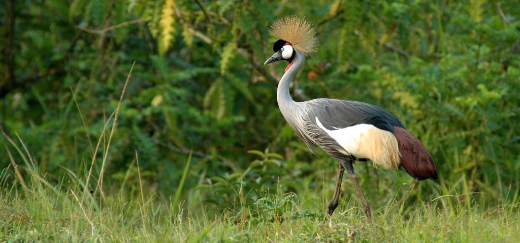 6 Days Uganda Bird Watching Safari