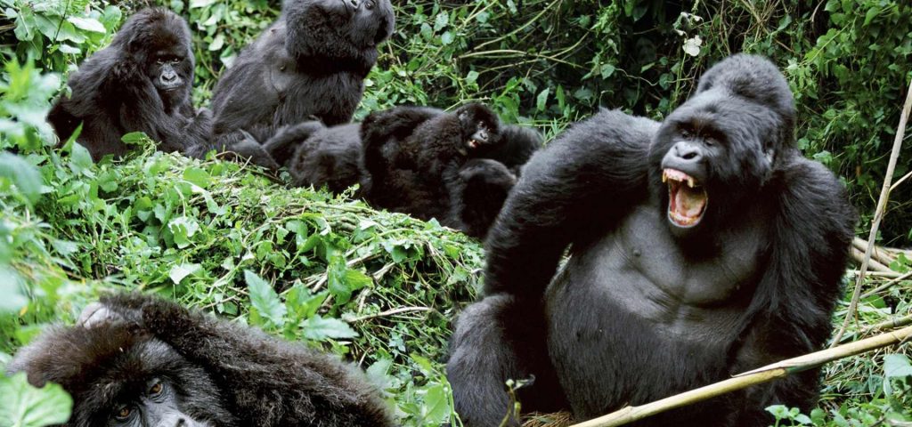 5 Days Uganda Wildlife & Gorilla Trekking Safari