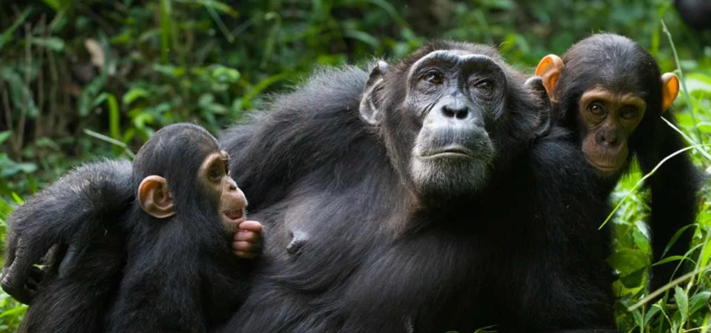 14 Days Uganda safari – wildlife, chimpanzees & gorillas