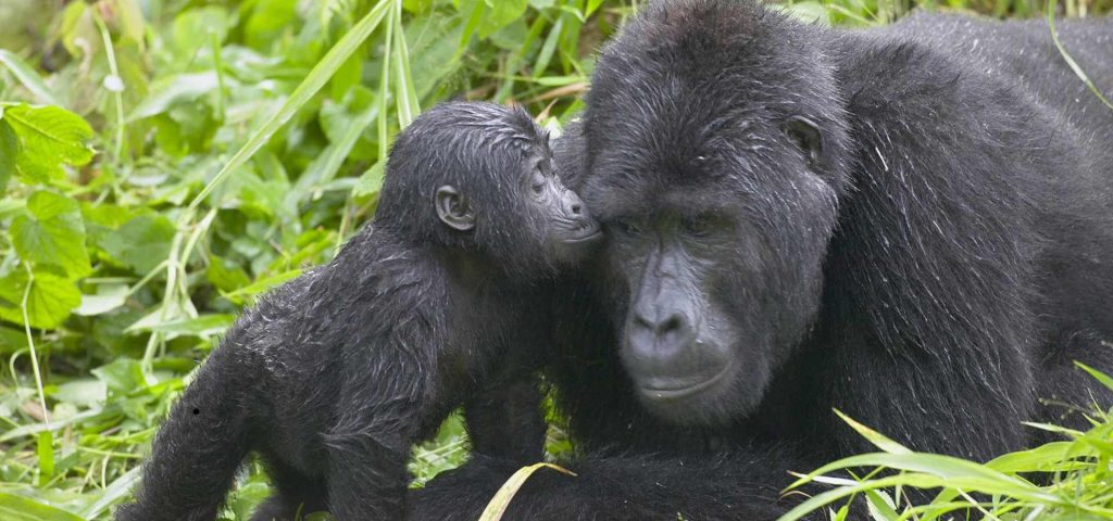 5 Days Uganda chimpanzee & gorilla trekking safari