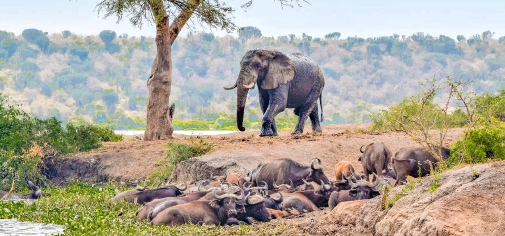 4 Days Queen Elizabeth National Park Safari