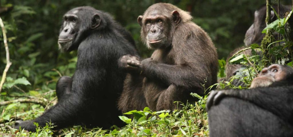 4 Days Uganda Chimpanzee & Wildlife Safari