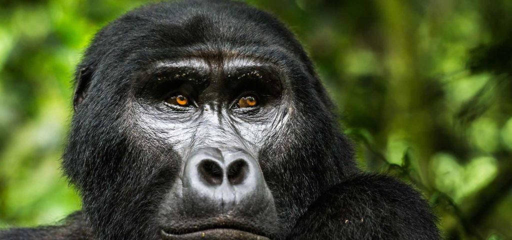 3 Days Uganda Gorilla Trekking Safari