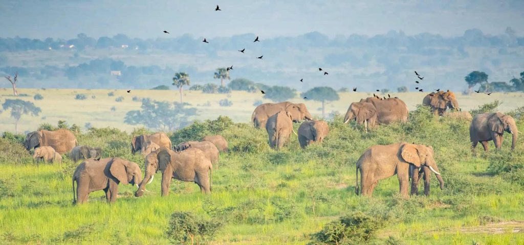 3 Days Uganda Big Five Safari – Murchison Falls National Park