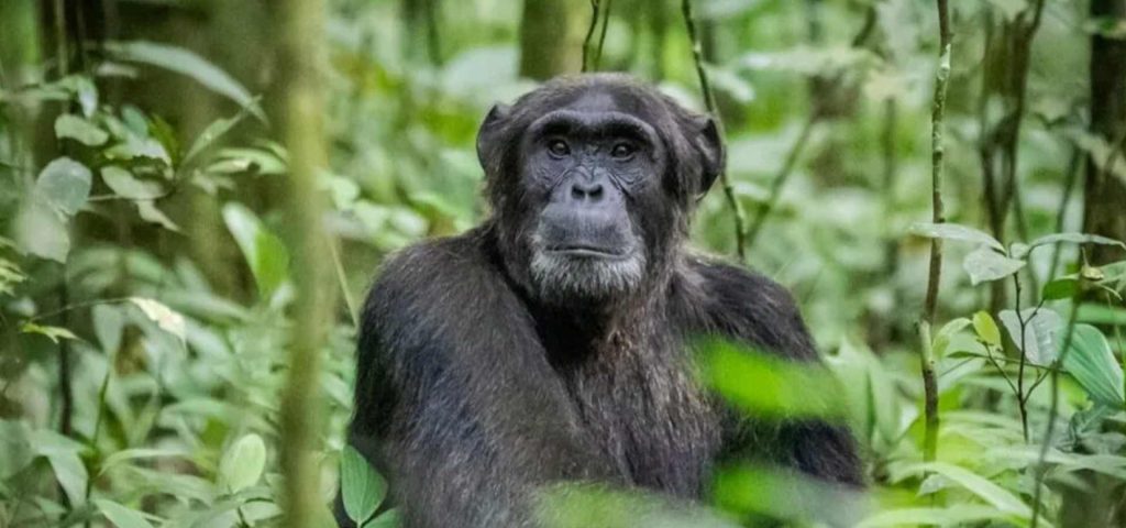 3 days Chimpanzee Trekking Safari in Kibale Forest National Park