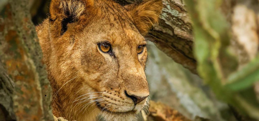 10 Days Best of Uganda Safari