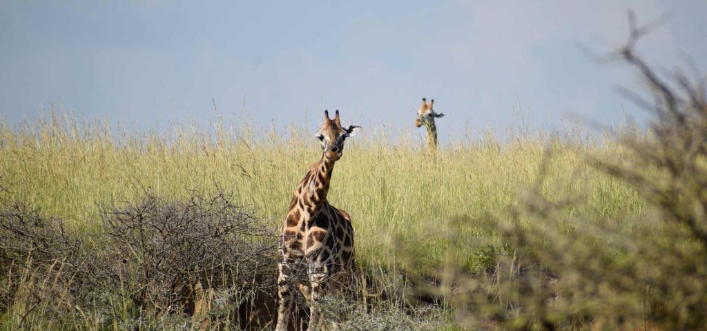 14 Days Best of Uganda safari