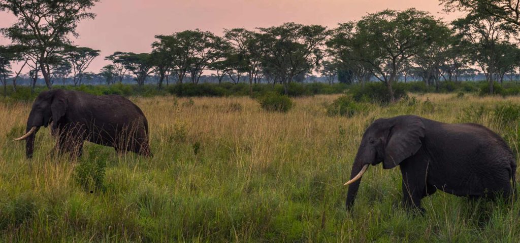 10 Days Best of Uganda safari
