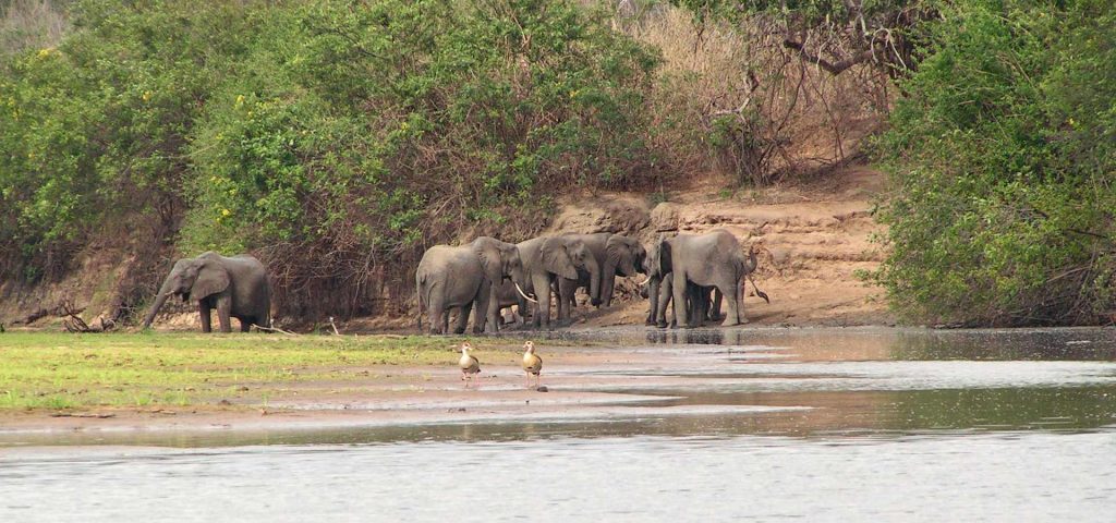10 Days Safari To Selous Game Reserve & Mafia Island Tour From Dar Es Salaam