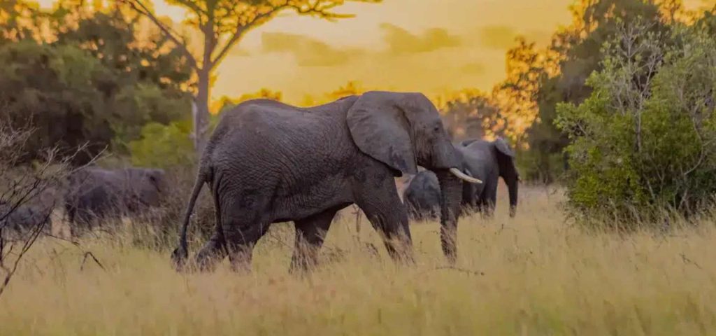 2 Days Safari To Saadani National Park From Dar Es Salaam